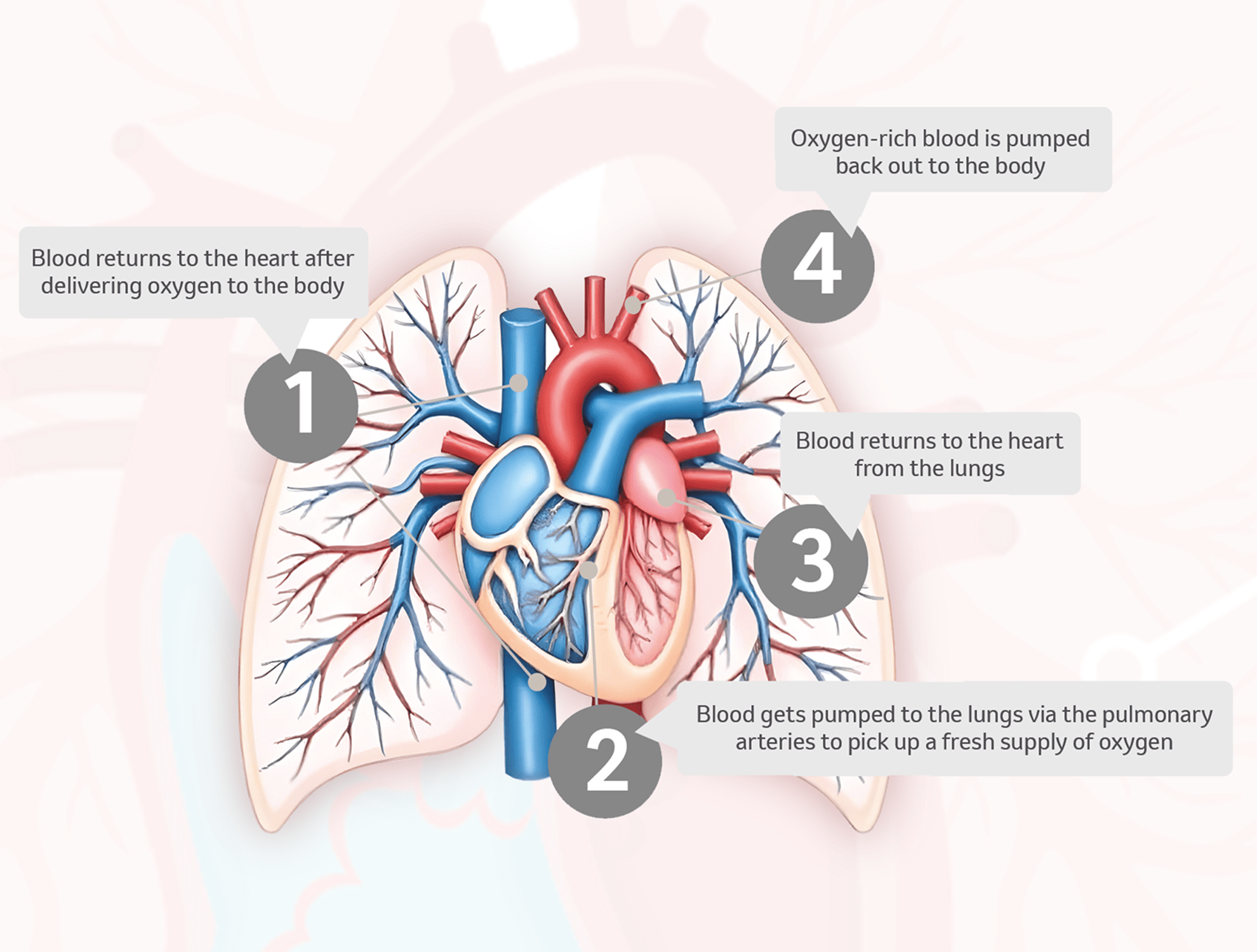 diagram showing the heart and lungs, showing the 4 steps of blood transport between the heart and lungs. Step 1: Blood returns to the heart after delivering oxygen to the body. Step 2: Blood gets pumped to the lungs via the pulmonary arteries to pick up a fresh supply of oxygen. Step 3: Blood returns to the heart from the lungs. Step 4: Oxygen-rich blood is pumped back out to the body.